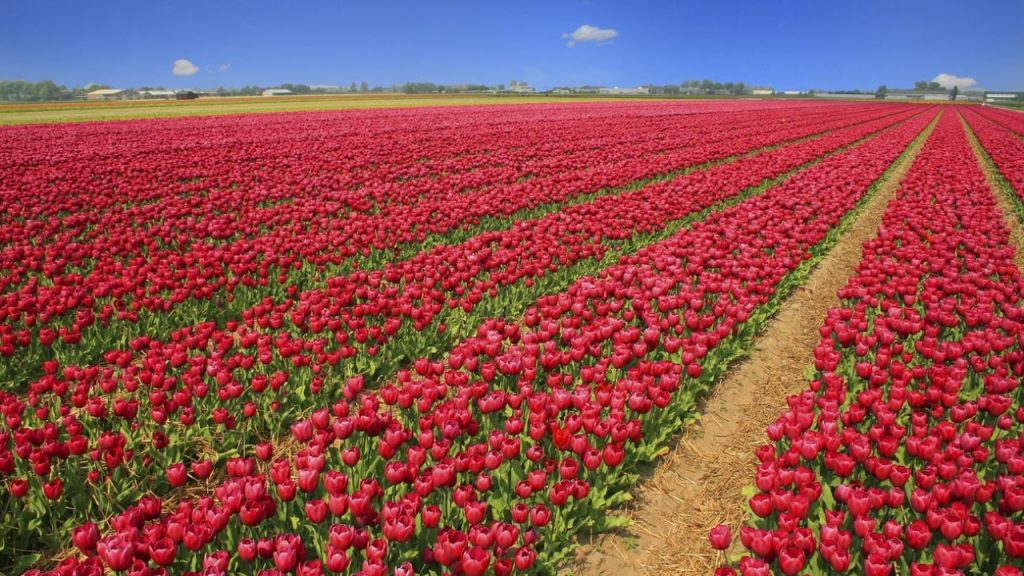 insonnia - olanda. Tulip Field Tulips Red Holland