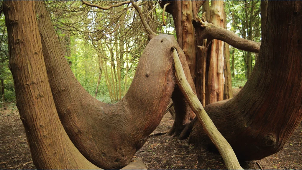a tree like a river a stop-motion video by giuseppe govinda about meditation in the forest discovering nature